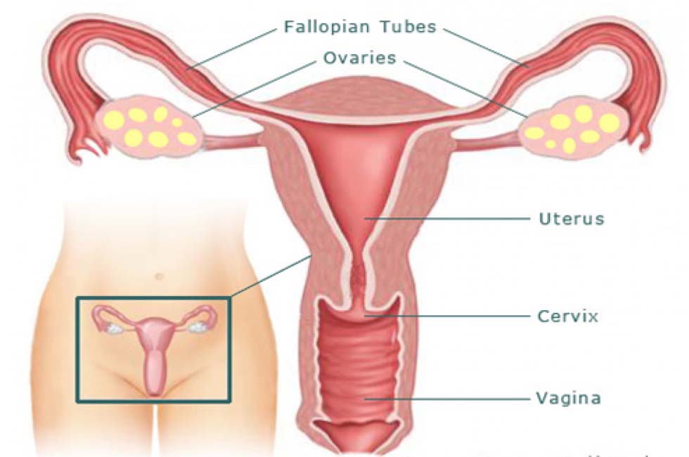 HSG (Hystero-salpingogram)